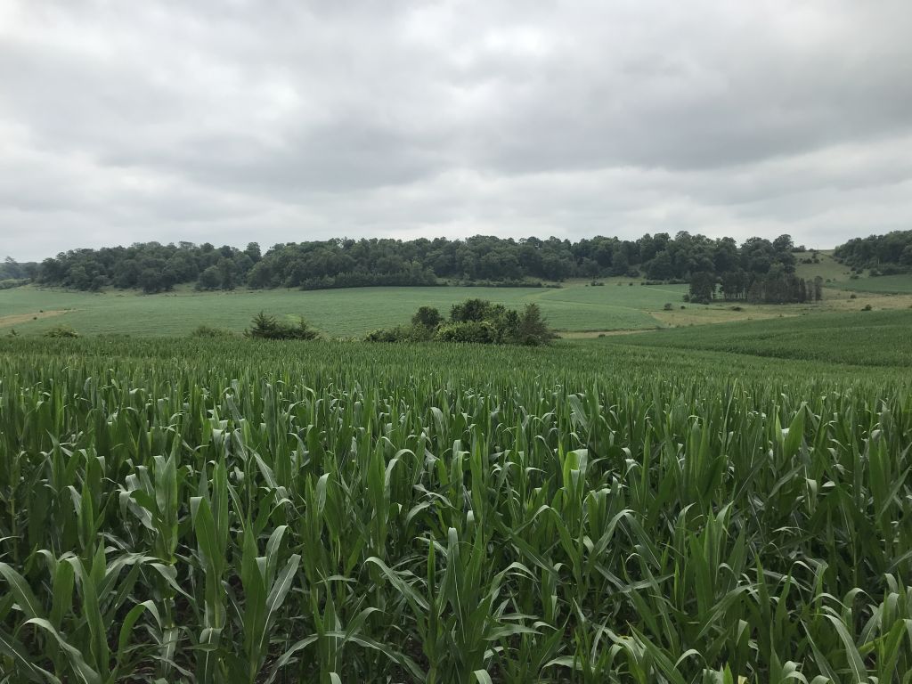160+/- Acres Fillmore County, MN