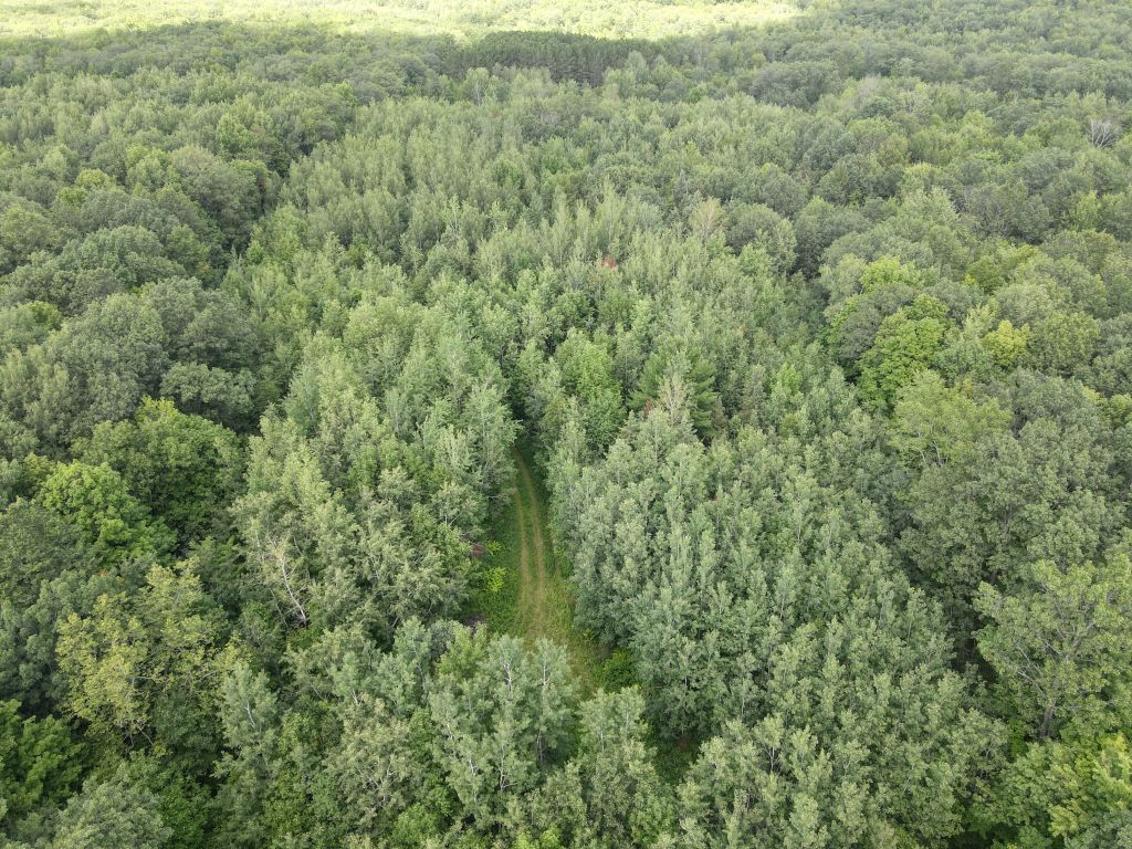 81.17+/- Acres Rusk County, WI