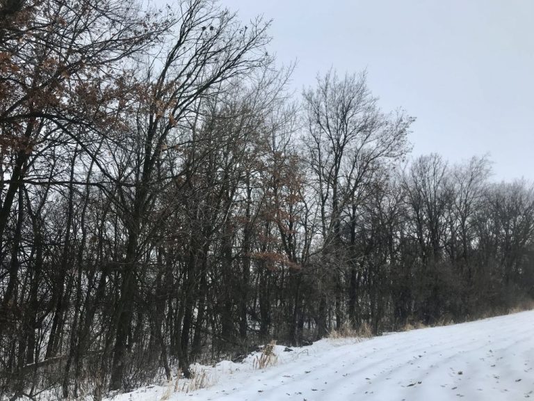 53.21+/- Acres Olmsted County, MN