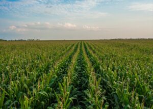 Hamilton County, Iowa Market Update