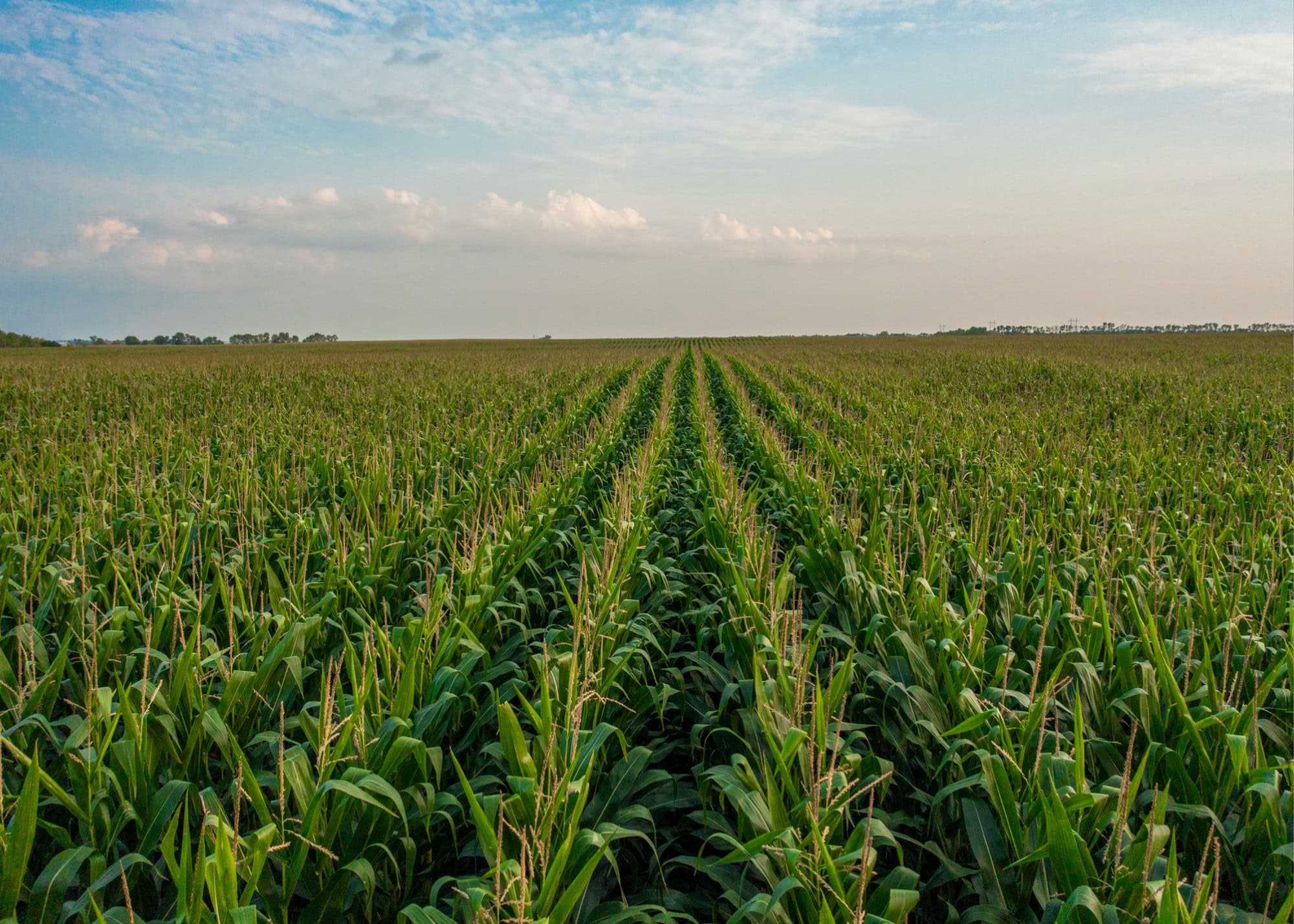 Hamilton County, Iowa Market Update