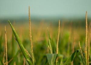 Franklin County Land Market Update