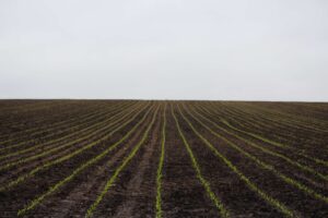 Importance of Soil in Fertility Nutrients, pH, and Farm Productivity