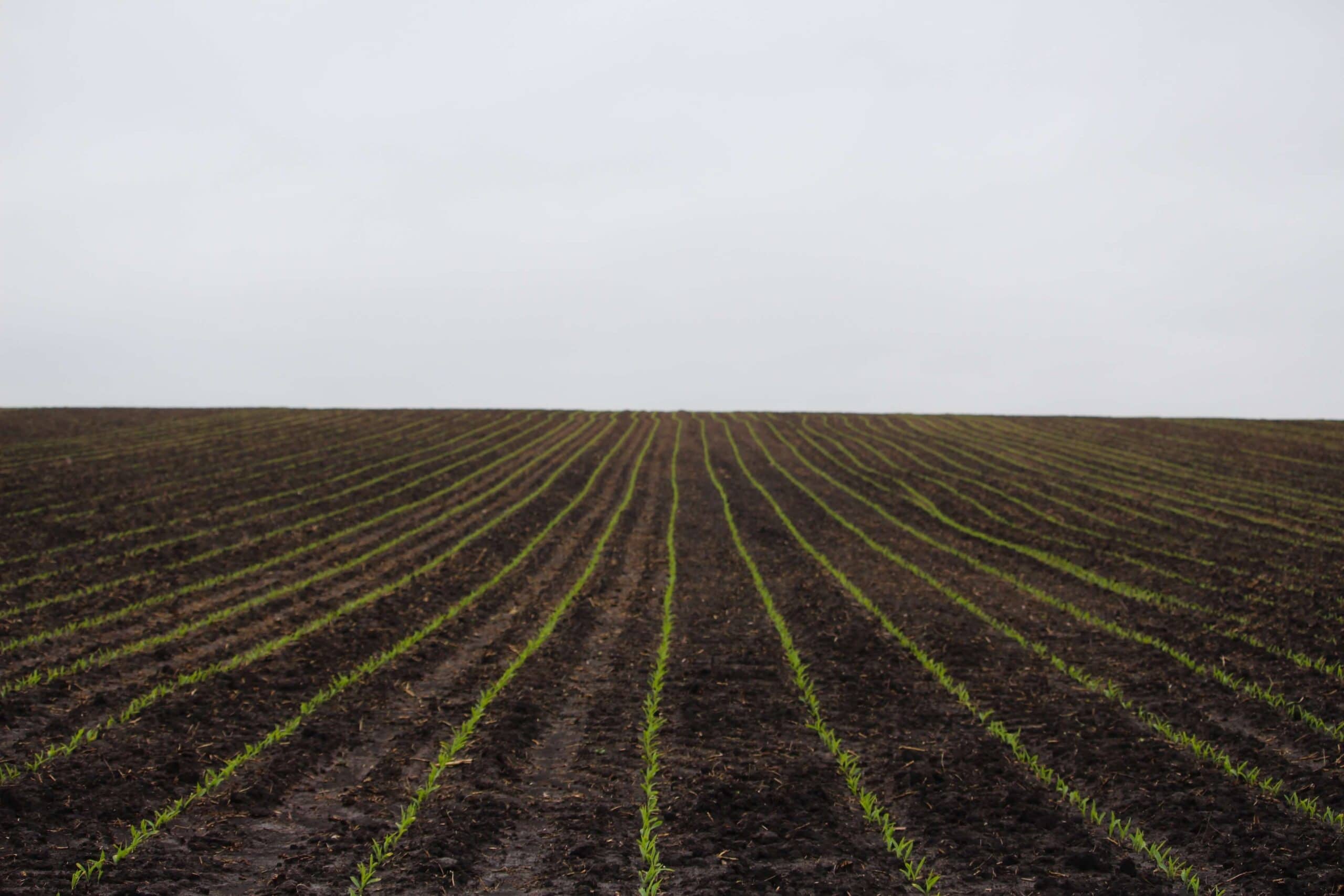 Importance of Soil in Fertility Nutrients, pH, and Farm Productivity